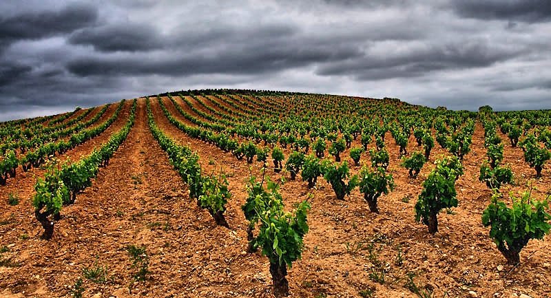 La Universitat de la Rioja formarà als professionals del vi per combatre el canvi climàtic