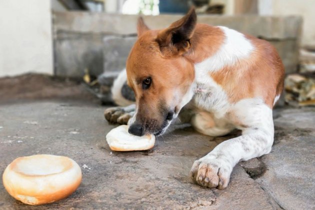 perro comiendo pan