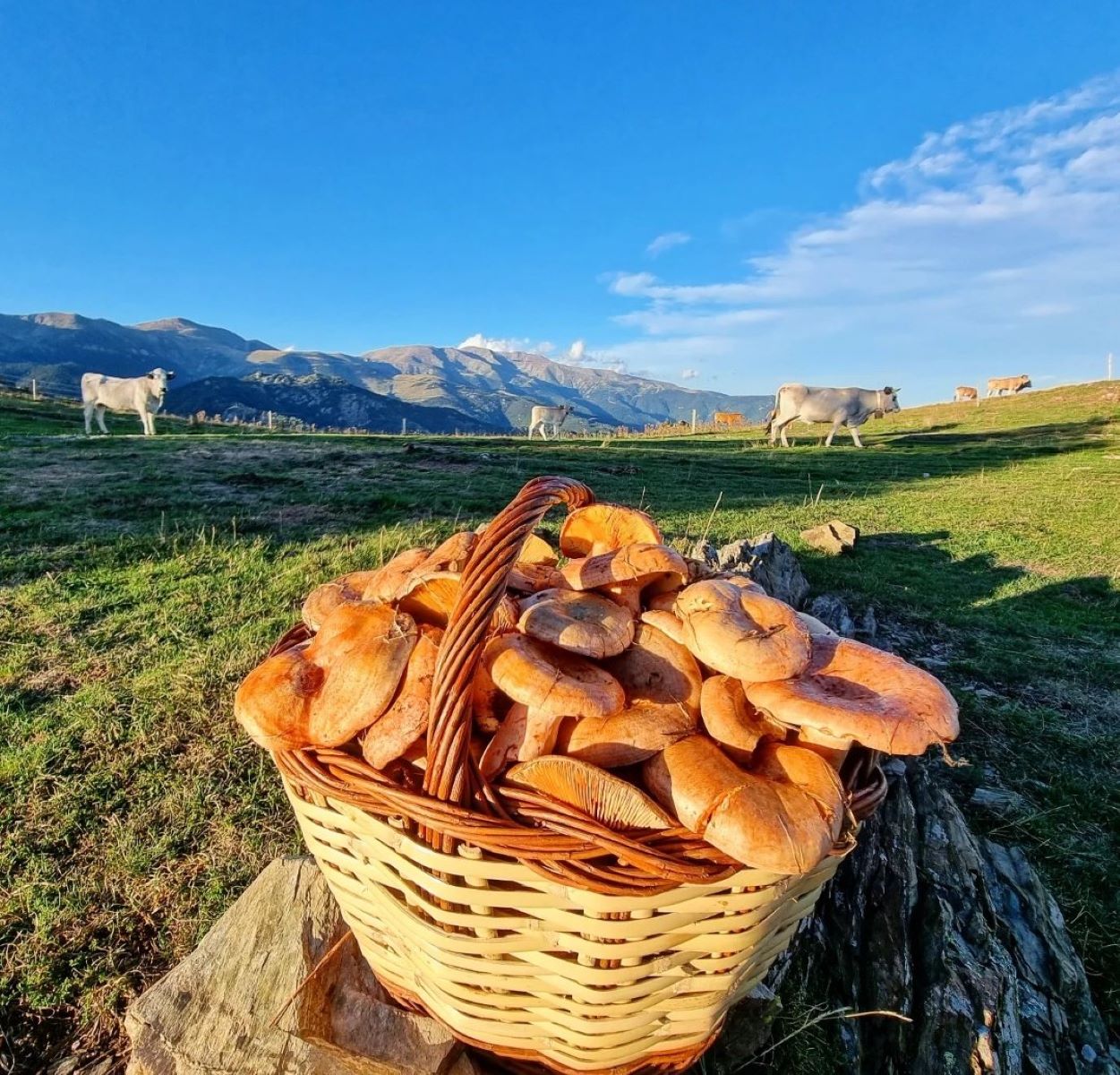 Cesto lleno de níscalos encontrados en el Pirineo / Foto: @ricardrigall Twitter