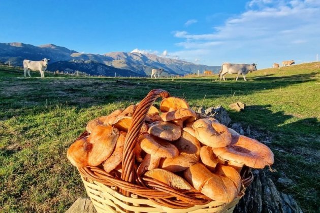 Cistell ple de rovellons trobats al Pirineu / Foto: @ricardrigall Twitter