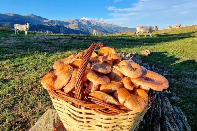 Cistell ple de rovellons trobats al Pirineu / Foto: @ricardrigall Twitter Cistell ple de rovellons trobats al Pirineu / Foto: @ricardrigall Twitter