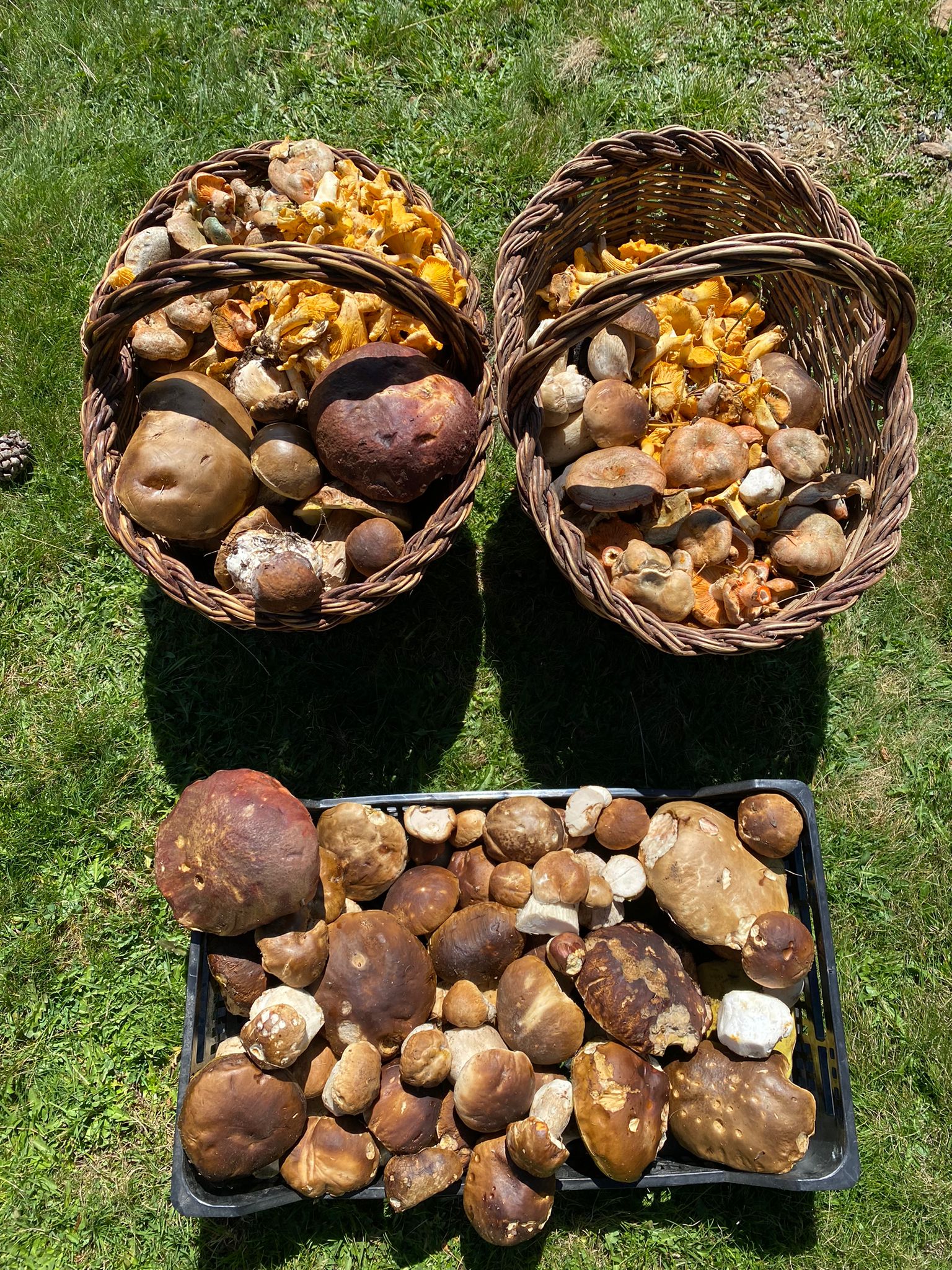 Ceps, rossinyols i rovellons / Foto: @XRosich Twitter