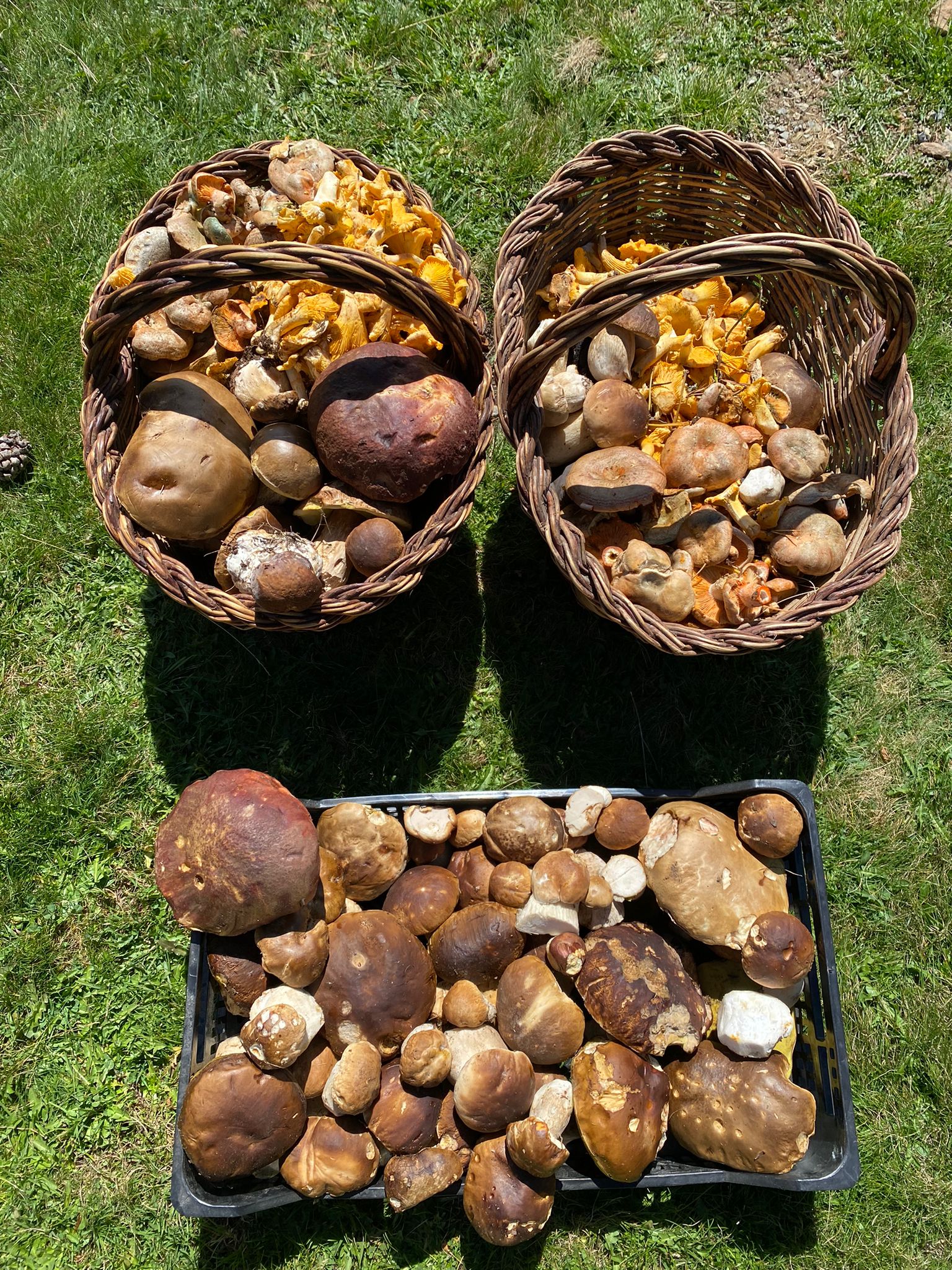 Ceps, rossinyols i rovellons / Foto: @XRosich Twitter Ceps, rossinyols i rovellons / Foto: @XRosich Twitter