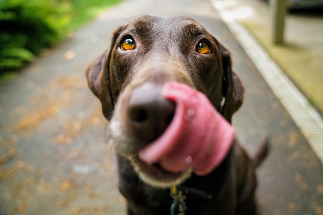 Perro relamiéndose / Unsplash