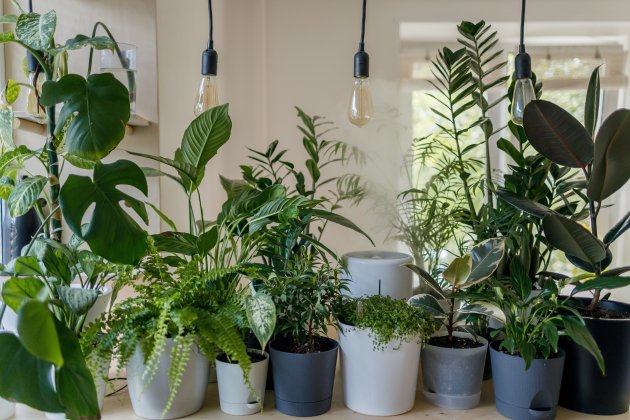 plantas comedor unsplash