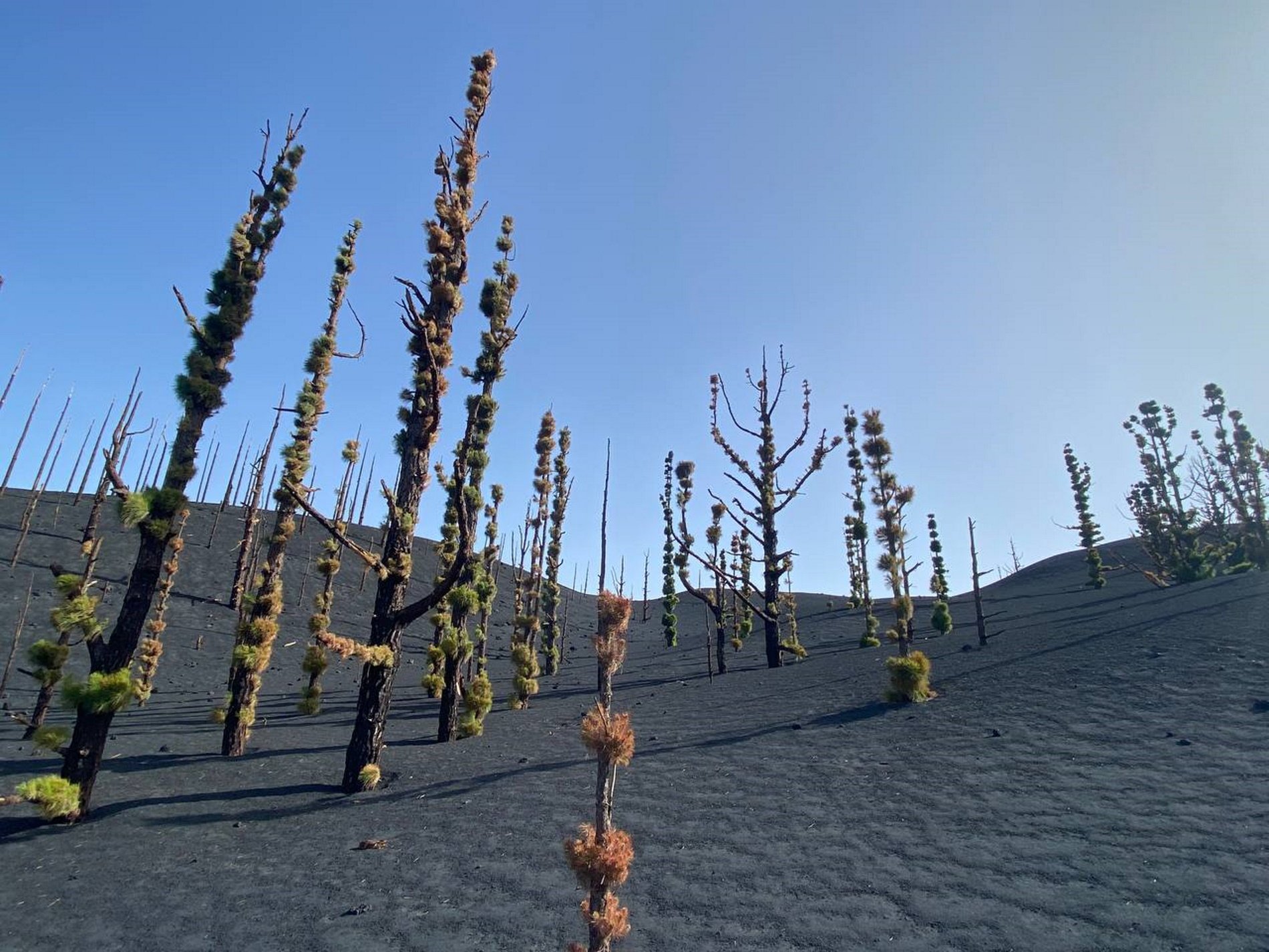 El ritmo de recuperación de biodiversidad en la zona del volcán de La Palma asombra a los científicos