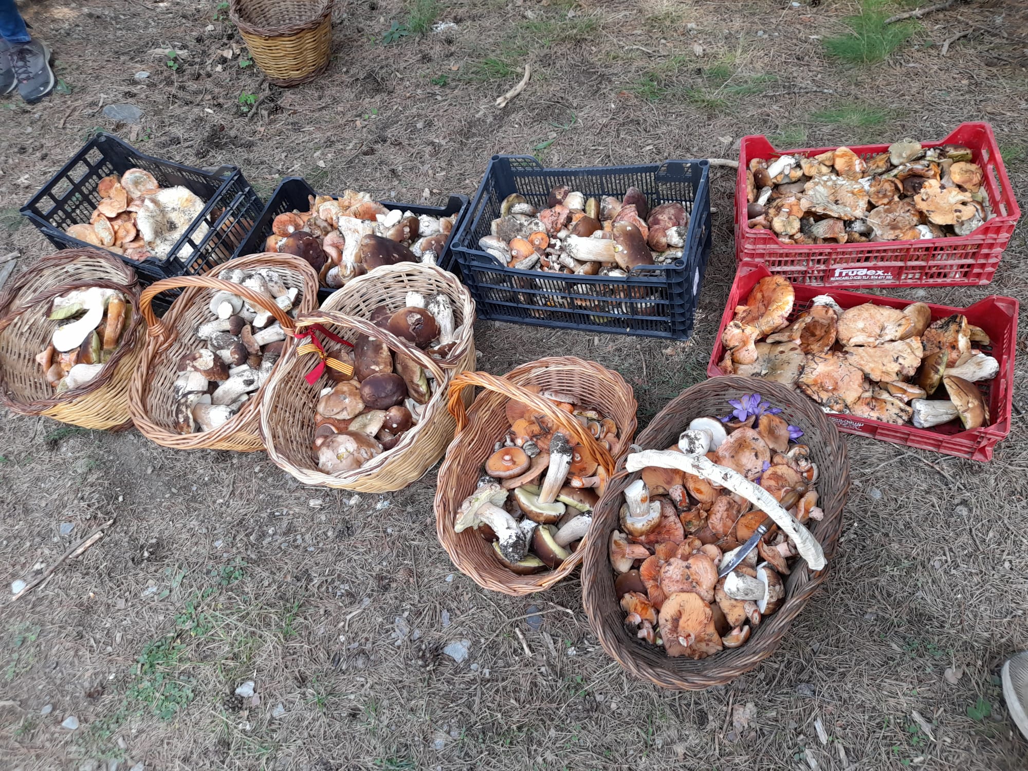 Espectacular temporada de ceps i rovellons al Pallars Sobirà Foto Robert Freixes 