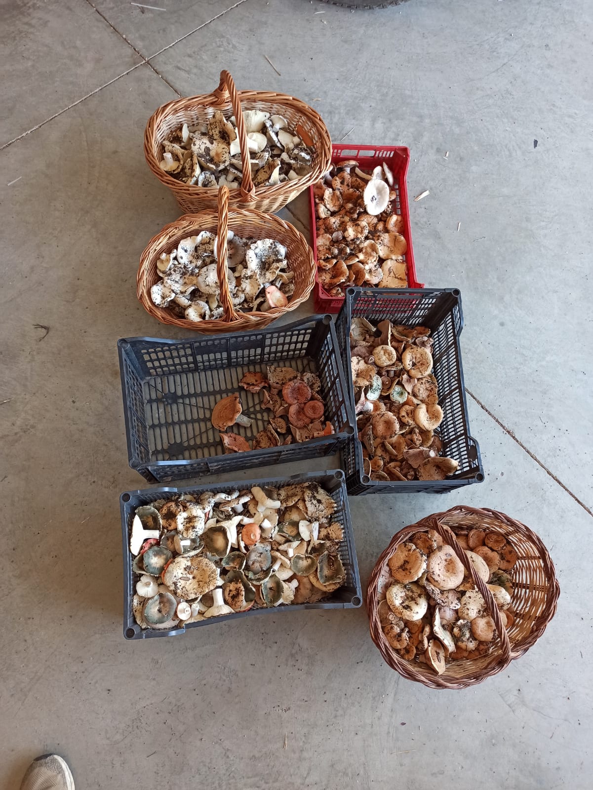 Rovellons, palomins i pebrassos trobats al nord de la comarca de la Noguera Foto Robert Freixes