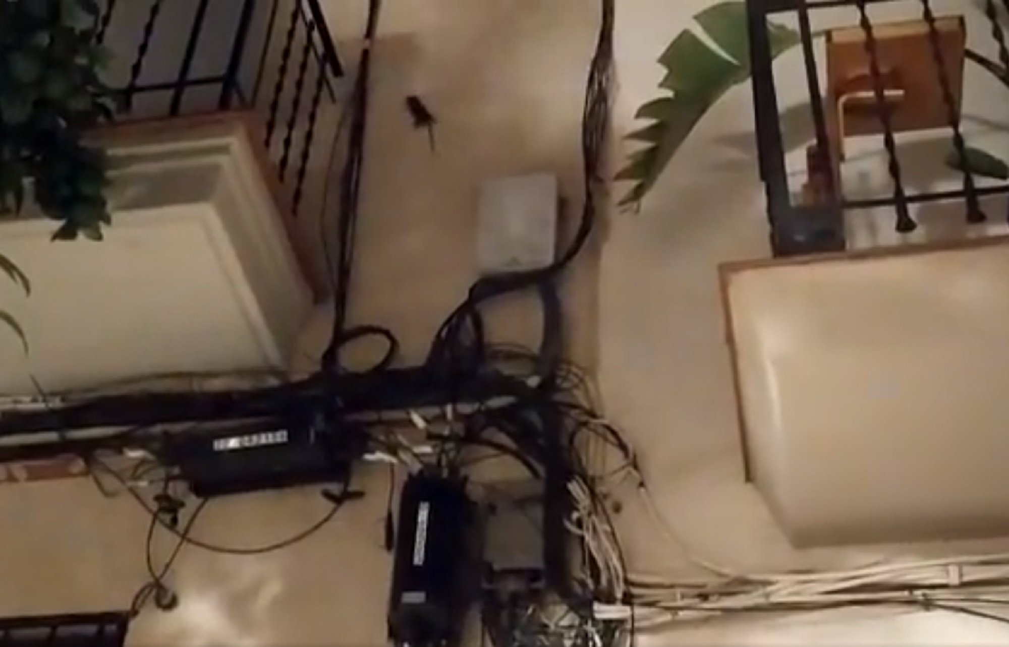 Alarma a Barcelona: les rates es poden enfilar per les façanes de les cases | VÍDEO