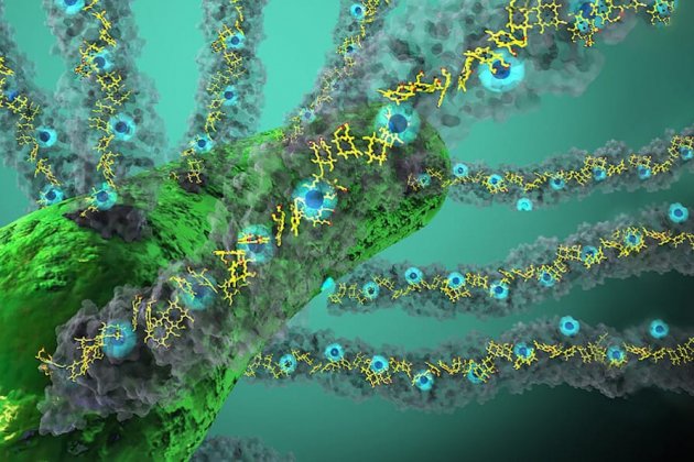 Bacteria respira electricidad