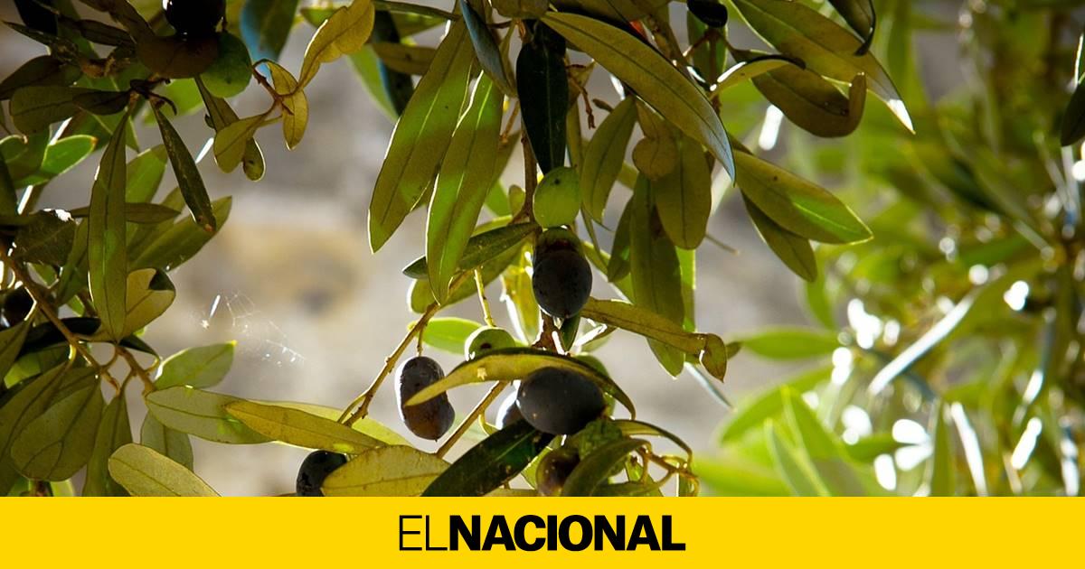 Hojas de olivo conoce sus propiedades y ten en cuenta sus