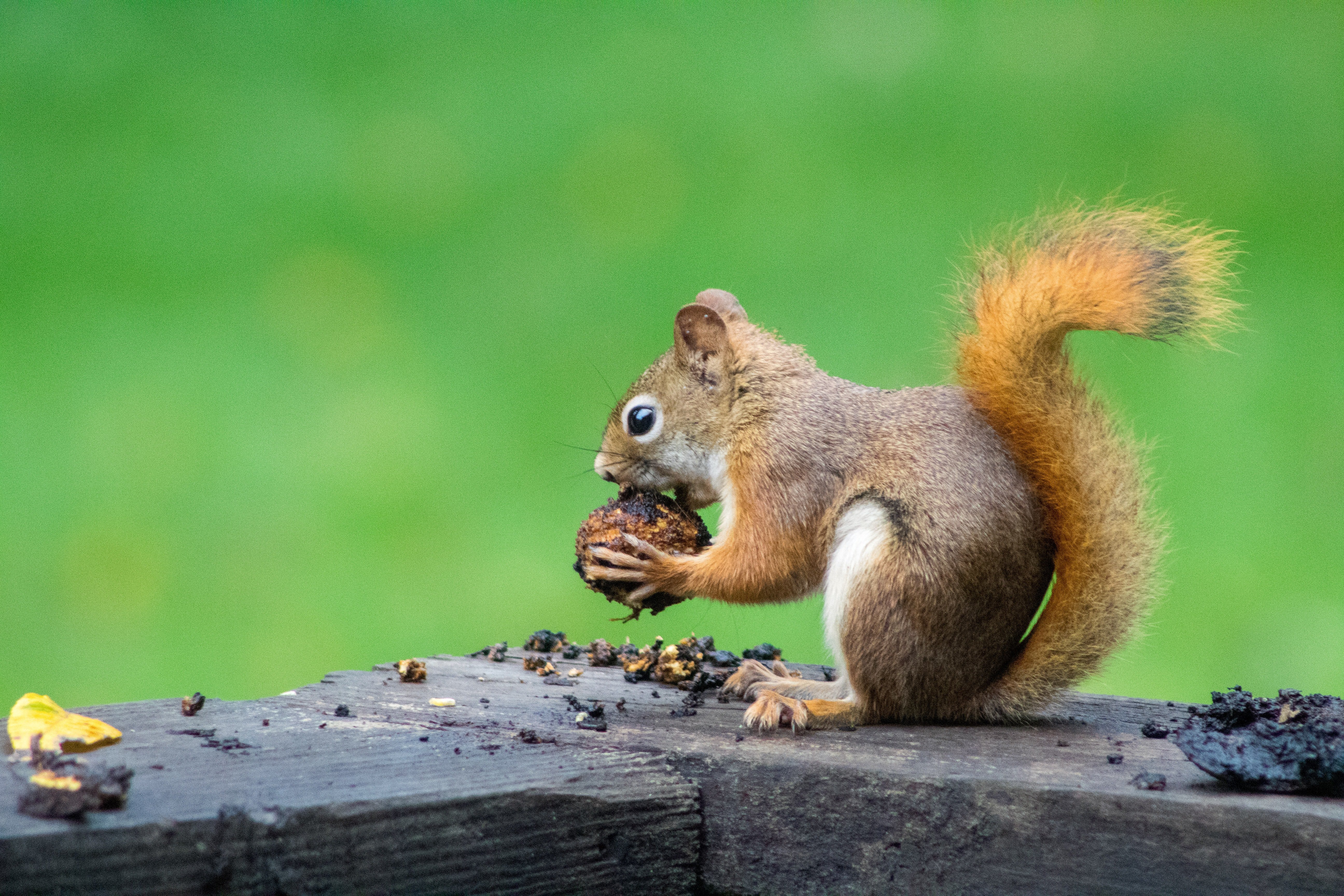 Quins animals no sobreviuran al canvi climàtic?