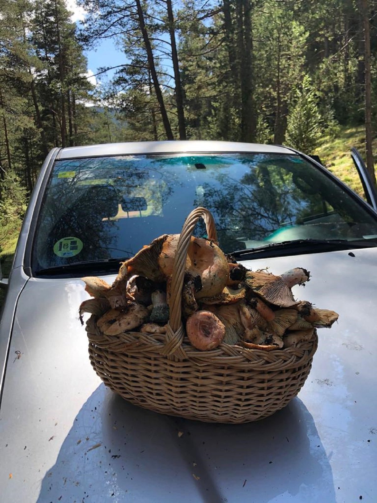 Rovellons a l'Alt Urgell Foto Víctor Antich