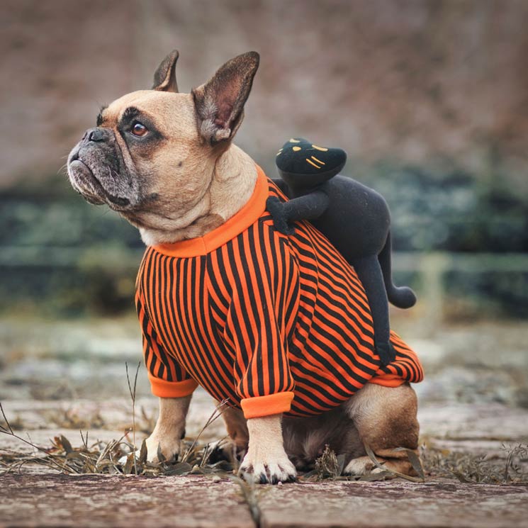 No cal disfressar el teu gos a Halloween