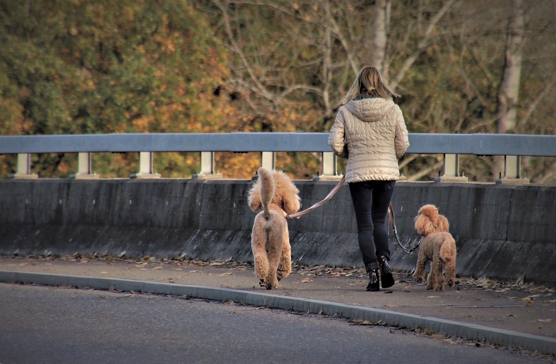 Catalunya obligará a vacunar contra la rabia a los animales de compañía