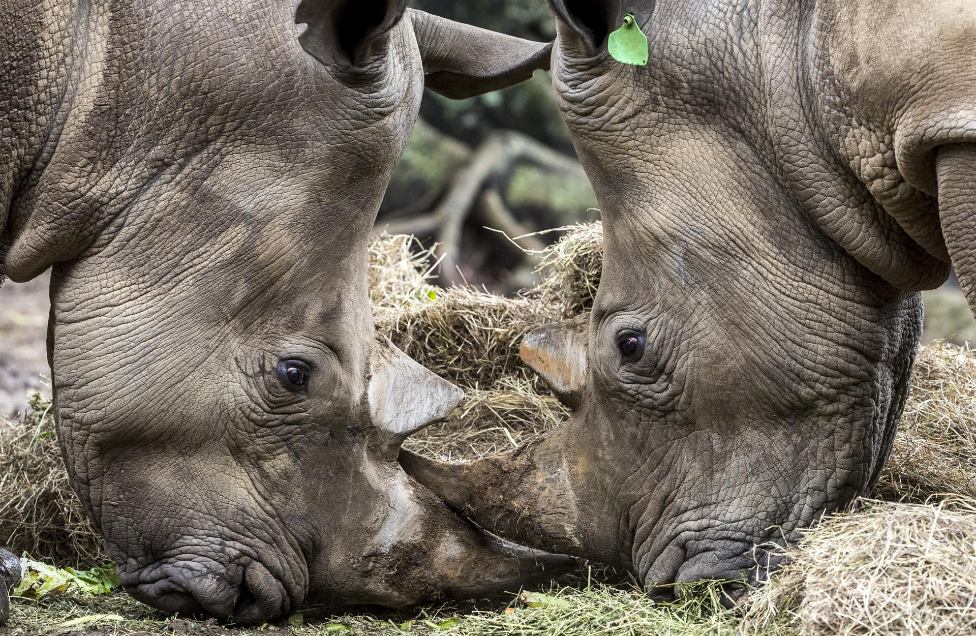 Ciudad de Guatemala (Guatemala)