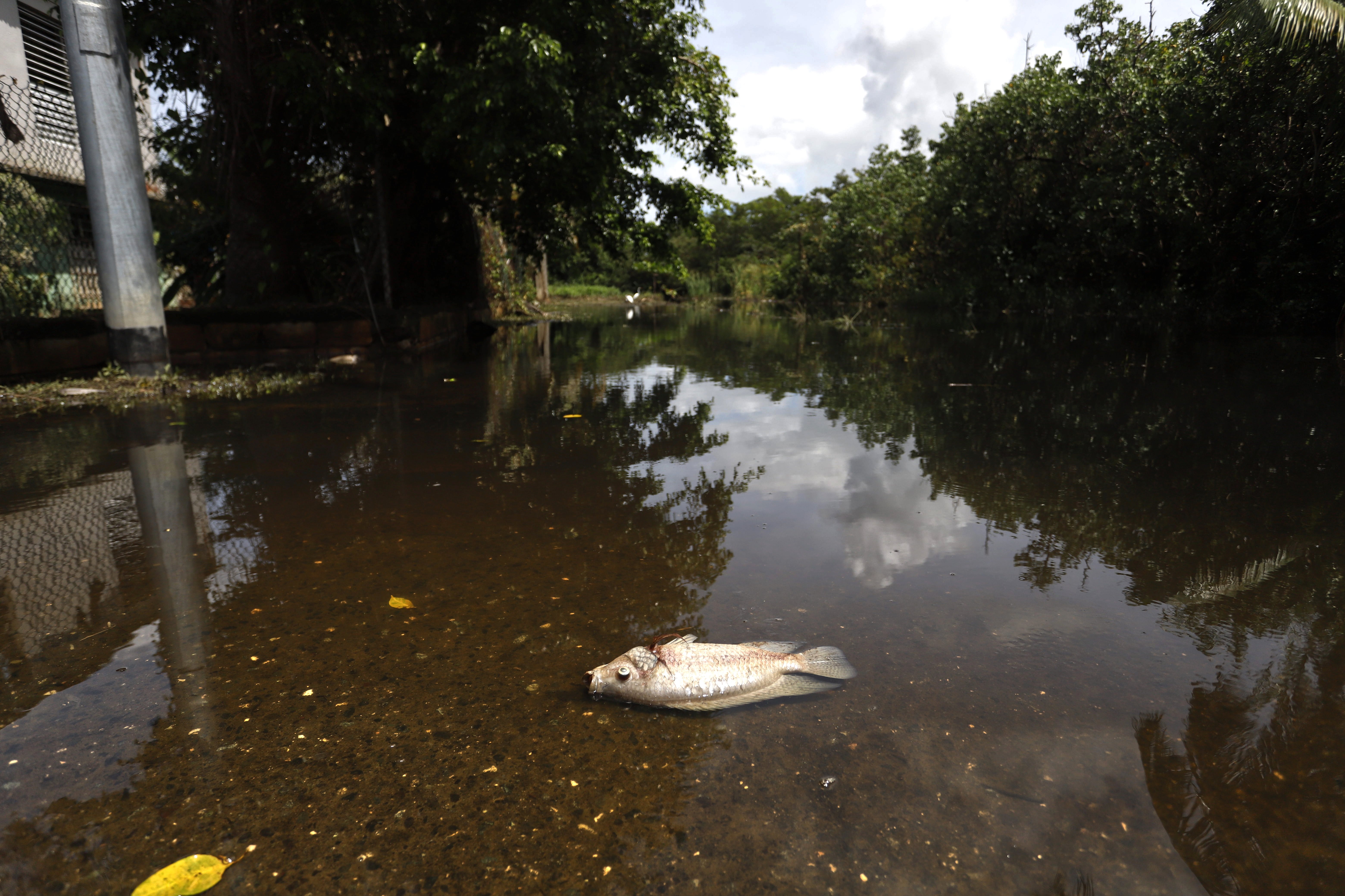 Loíza (Puerto Rico)
