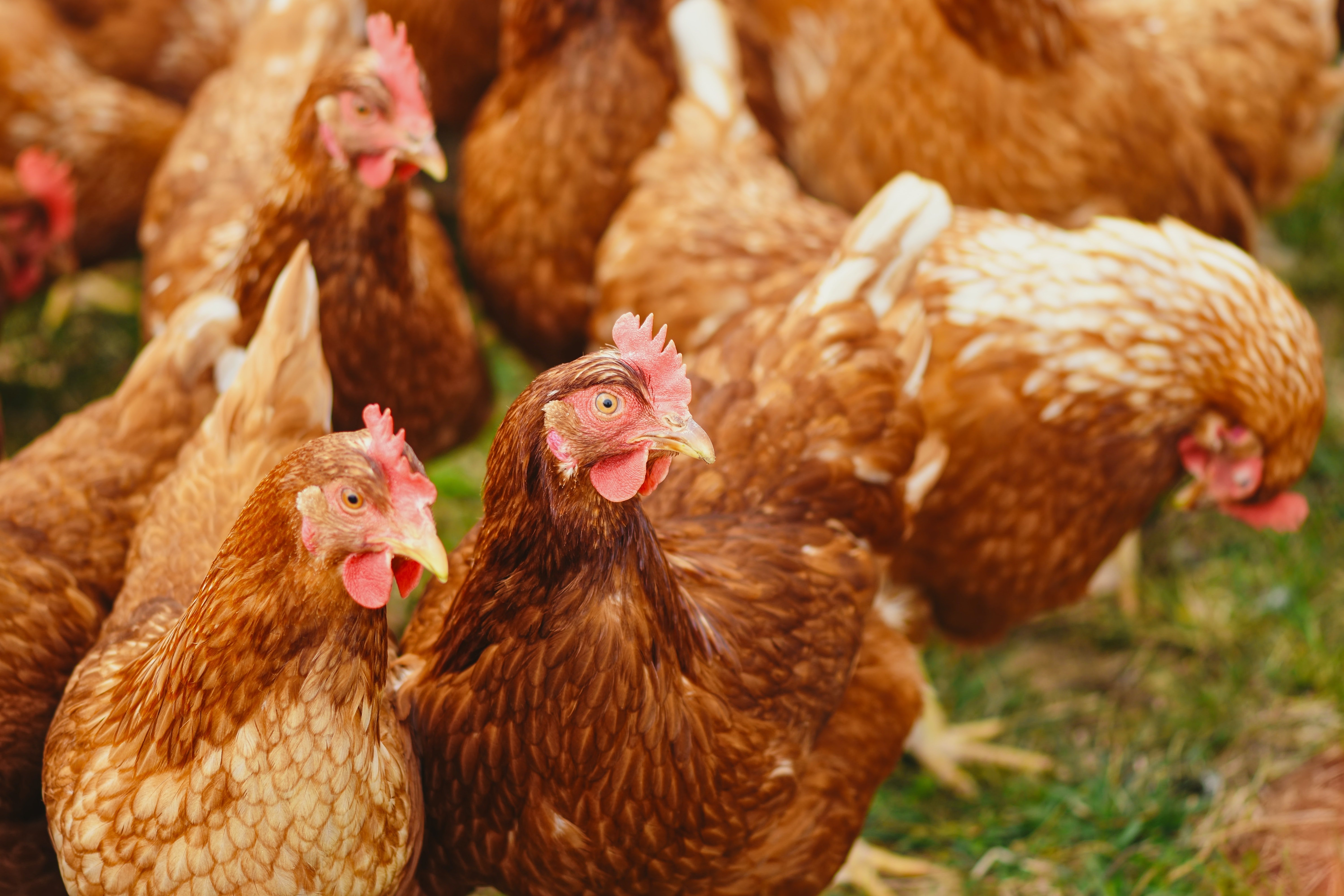 Detectan el primer caso de gripe aviar en humanos de España