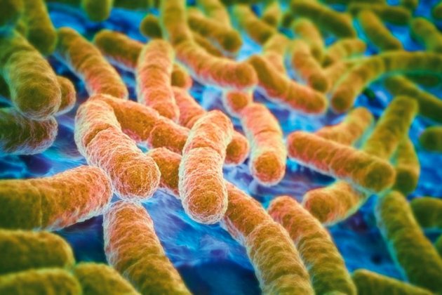 Flora Intestinal Flora Intestinal