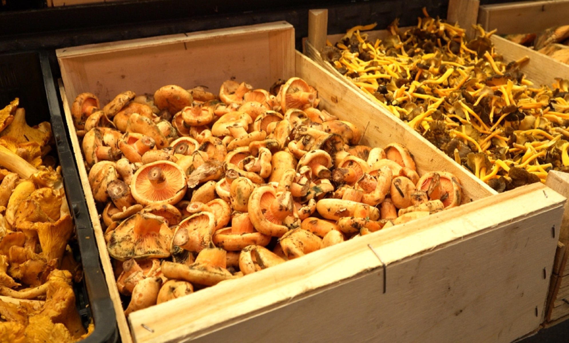 Níscalos de abeto Lactarius salmonicolor cogidos en França Foto Marc Ortín