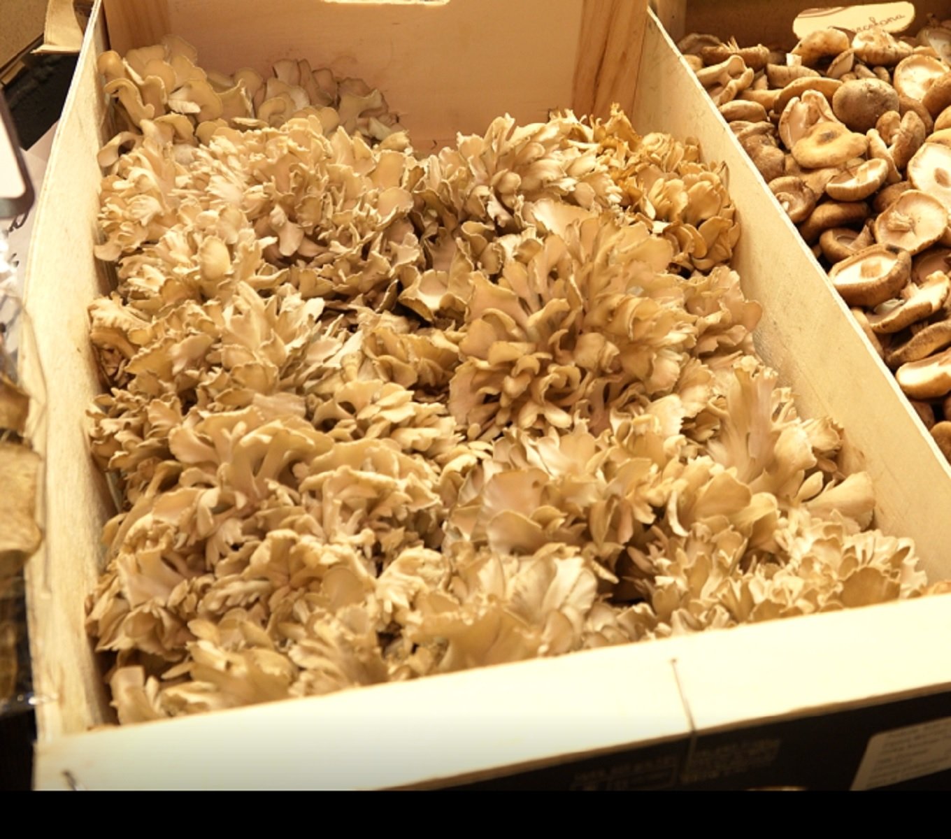 Maitake o seta de castaño Foto Marco Ortín Maitake o seta de castaño Foto Marco Ortín