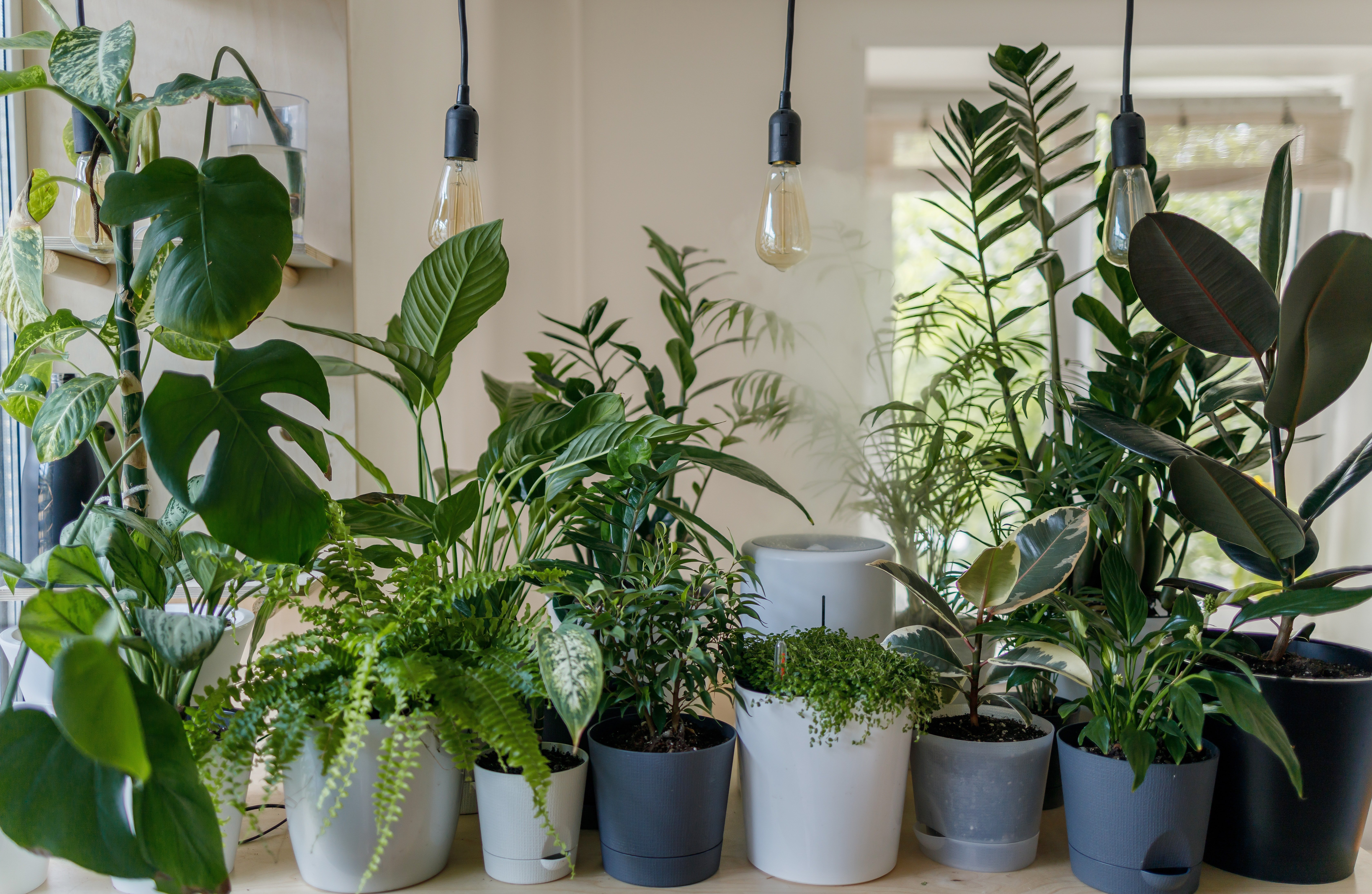 Monstera regala 300 plantas en su vuelta a Barcelona