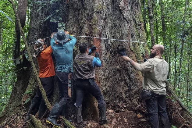 Arbre Amazonia / EFE Arbre Amazonia / EFE