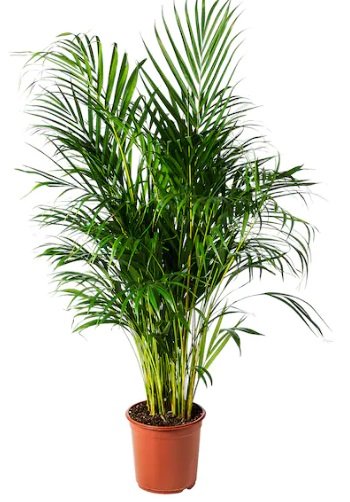 Dypsis Dypsis