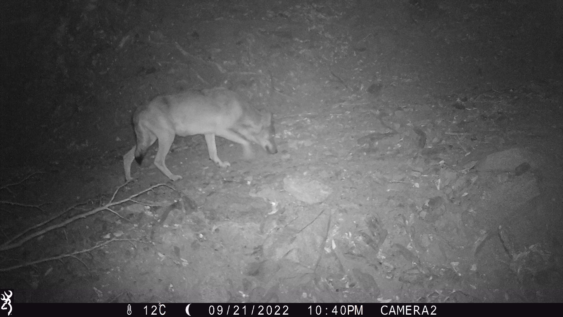 Localizado un lobo en el Paraje Natural de l'Albera