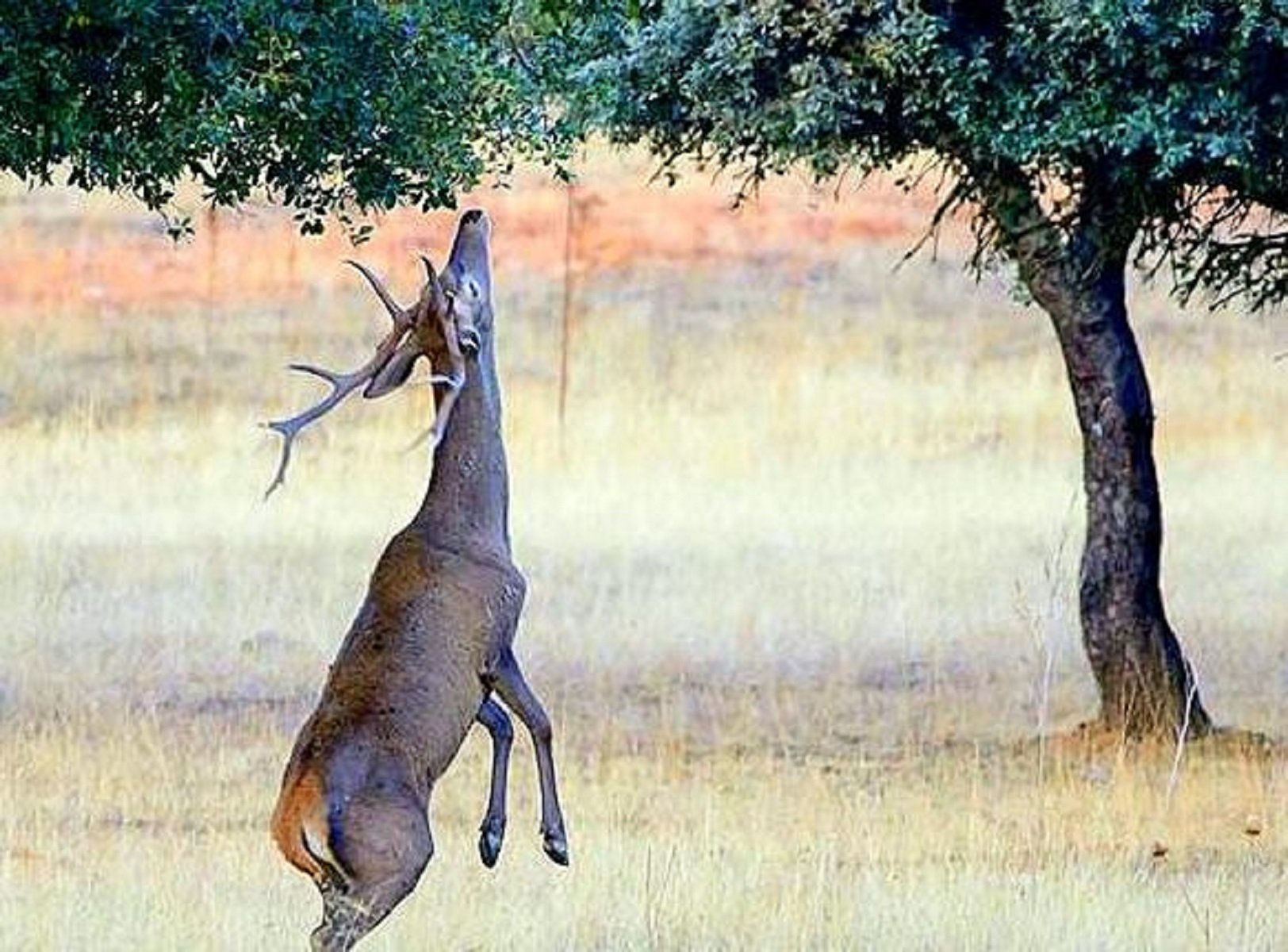Un ciervo hace malabares para comer bellotas Foto @JuanAntonioBer8 Twitter