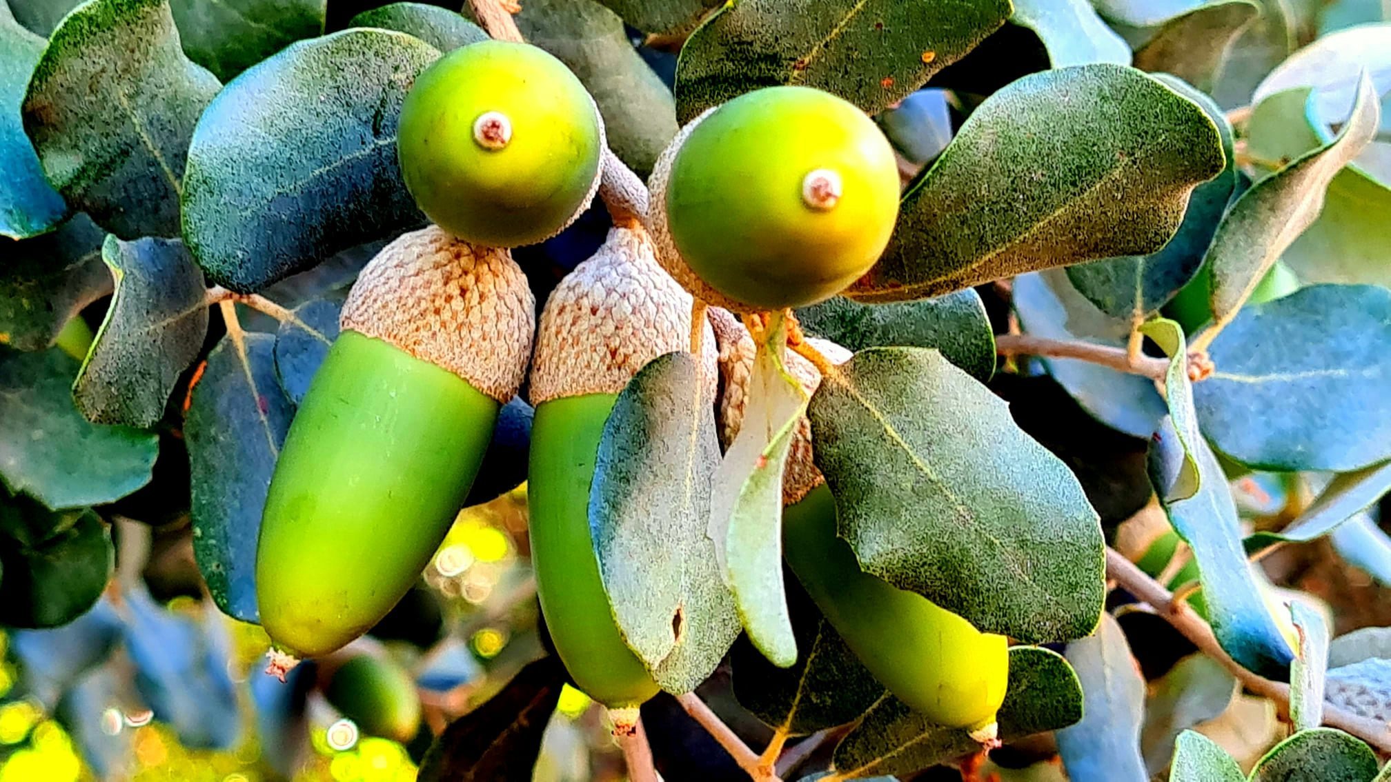 La sequía provoca una mala cosecha de bellotas Foto @JuanAntonioBer8 Twitter