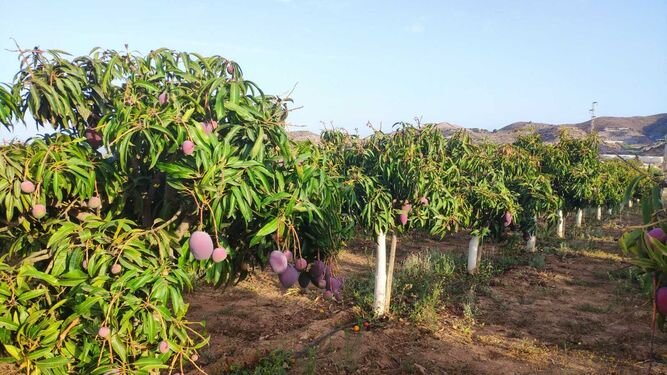 Mangos Mangos