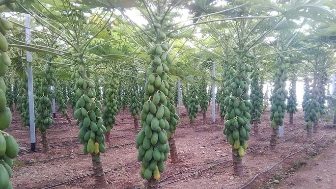 Campo de Papaya en Almería Campo de Papaya en Almería