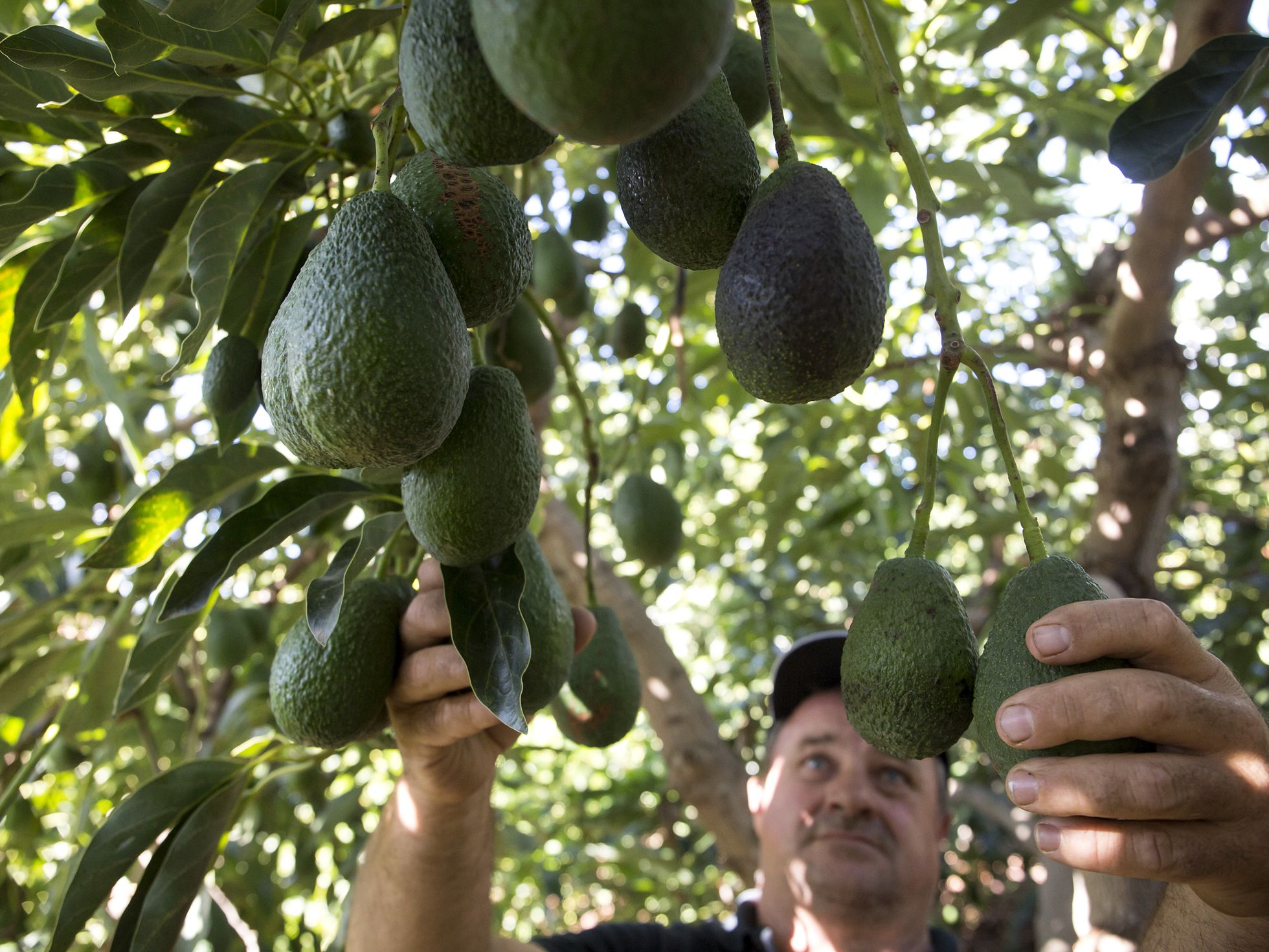 Mangos, papaies i alvocats guanyen terreny a Andalusia i Llevant a cultius tradicionals