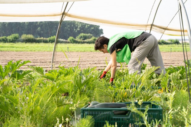 Maratón espigadores