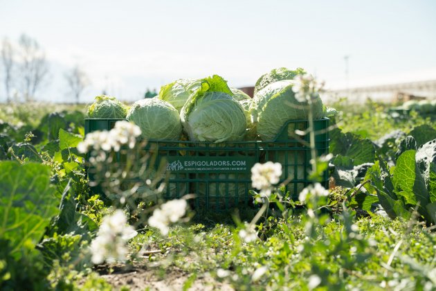 2ª Maratón de Espigadas. Bajo el hashtag #JOESPIGOLO