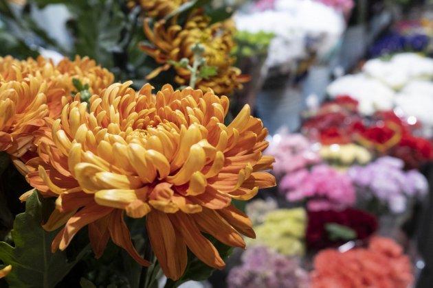 Fotos recurs flors dia de tots el sants crisantems i clavells / Foto: Carlos Baglietto