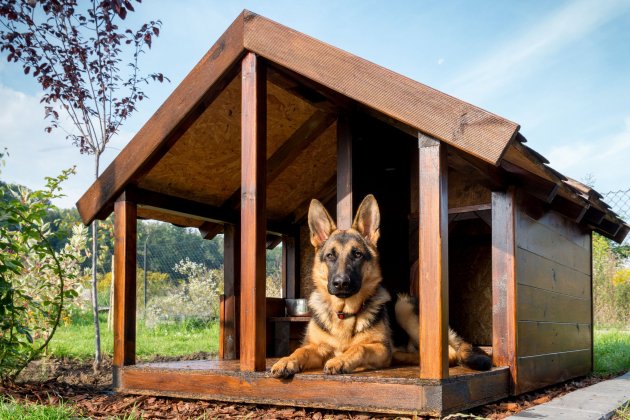 Perro Perro