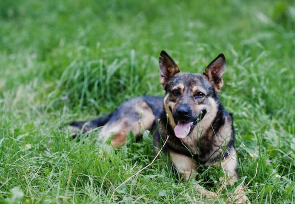 Los expertos se oponen a la “ley animalista” del Gobierno en una jornada de la Fundación Artemisan