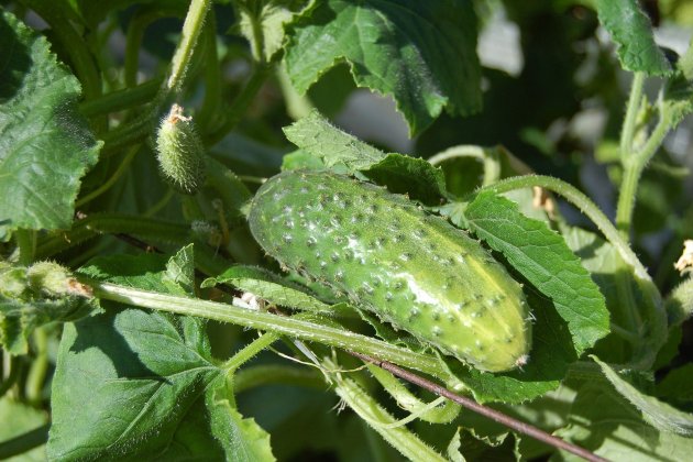 Pepino Pepino