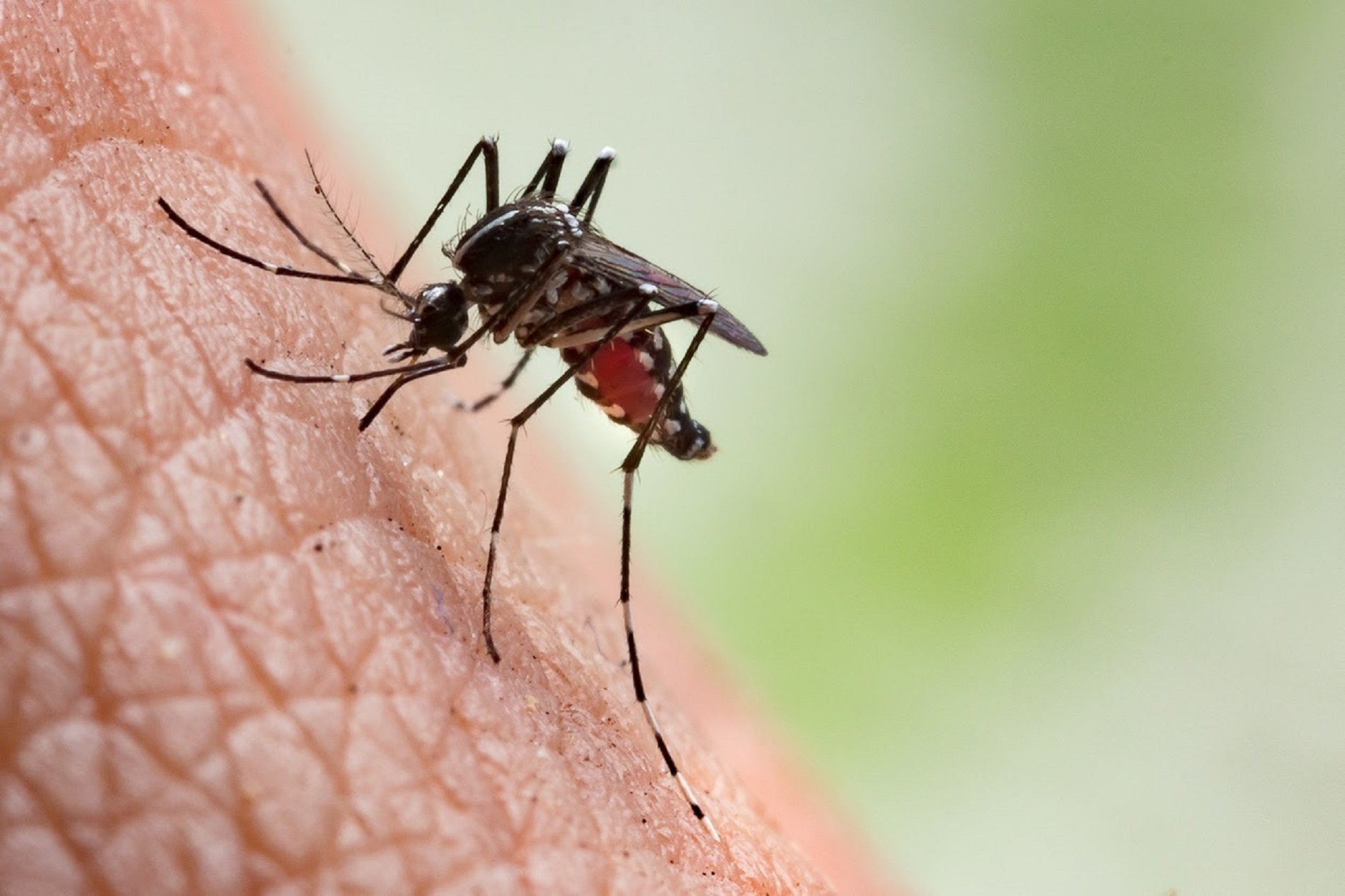 Ya se sabe cuál es el olor corporal humano que más atrae a los mosquitos