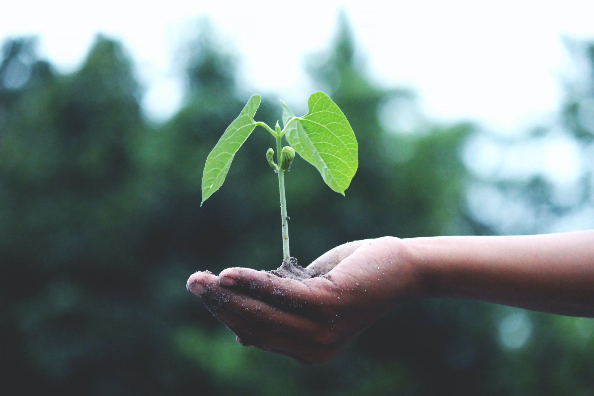 Ciudades de todo el mundo se comprometen con un futuro verde