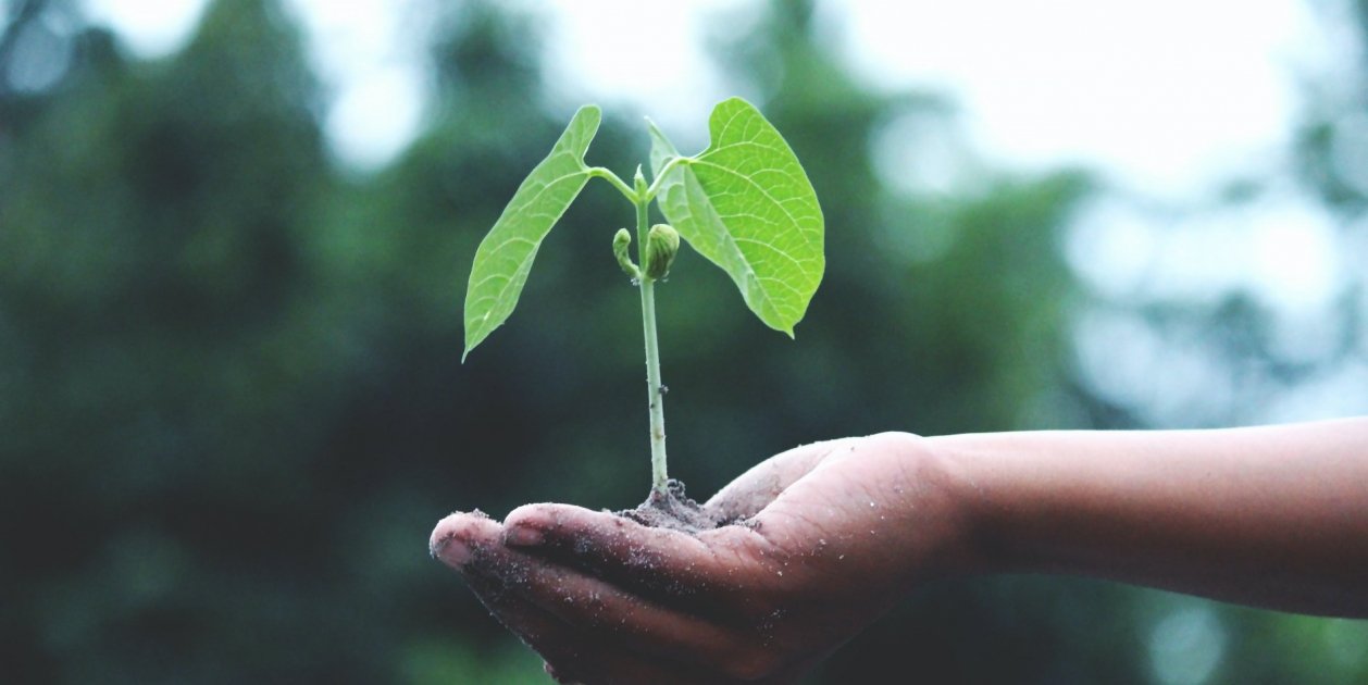 Ma Planta Sostenibilitat / Pexels Ma Planta Sostenibilitat / Pexels