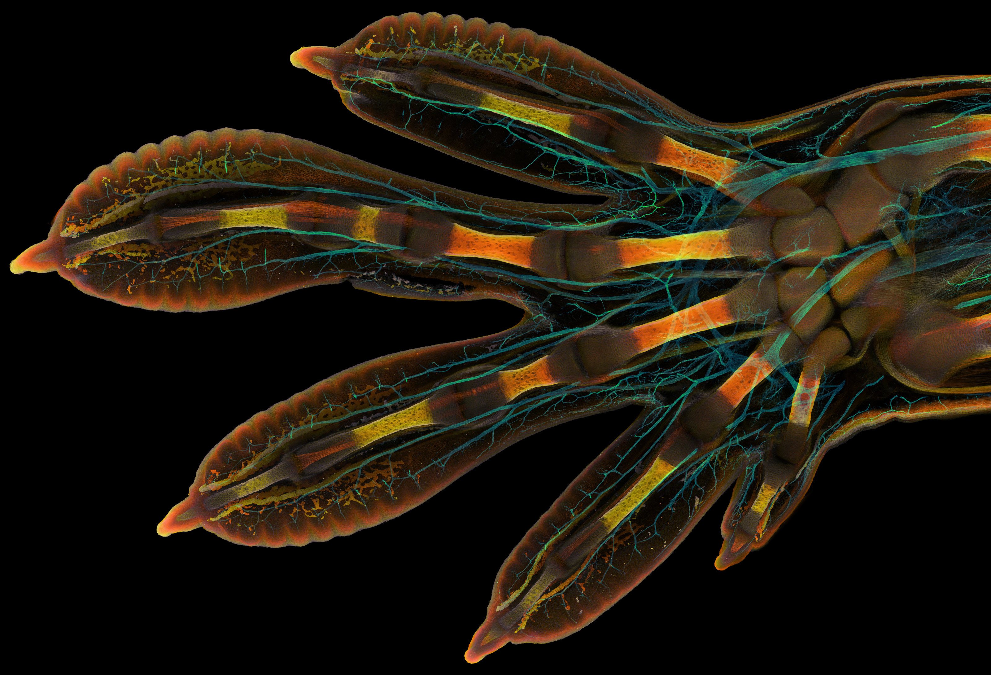 Primero apriete concurso Nikon / Nikon Small World Primero apriete concurso Nikon / Nikon Small World