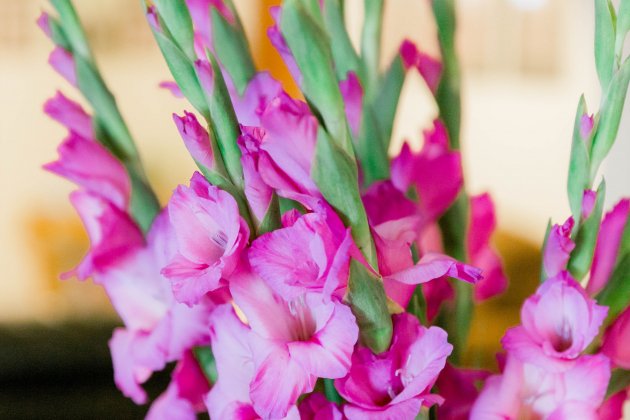 gladiol flors tots sants cementiri / Foto: Benigno Hoyuela