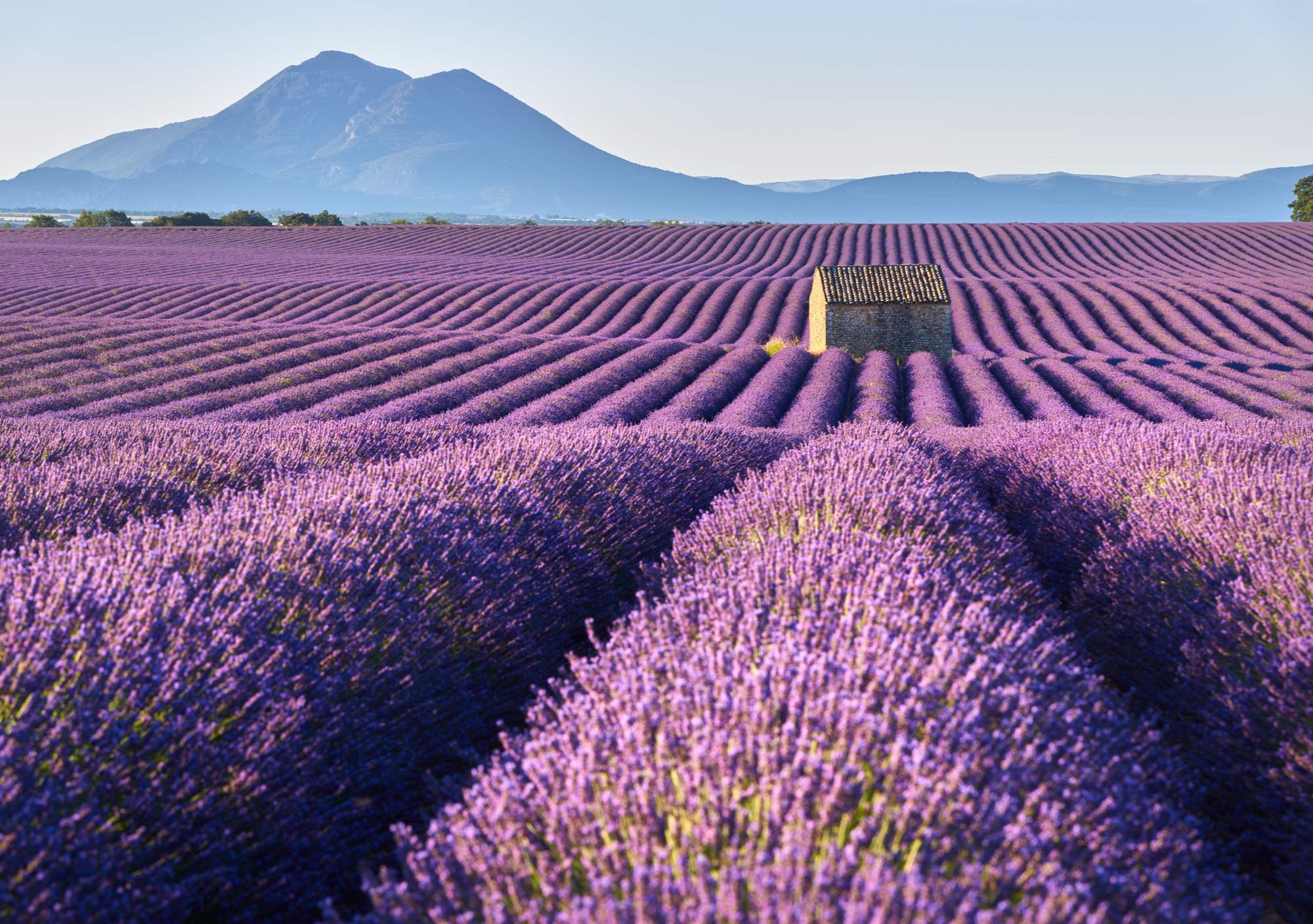 Estas son las propiedades que ofrece la lavanda