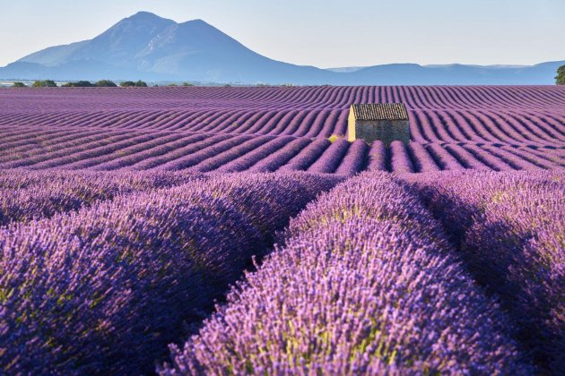 Lavanda Lavanda