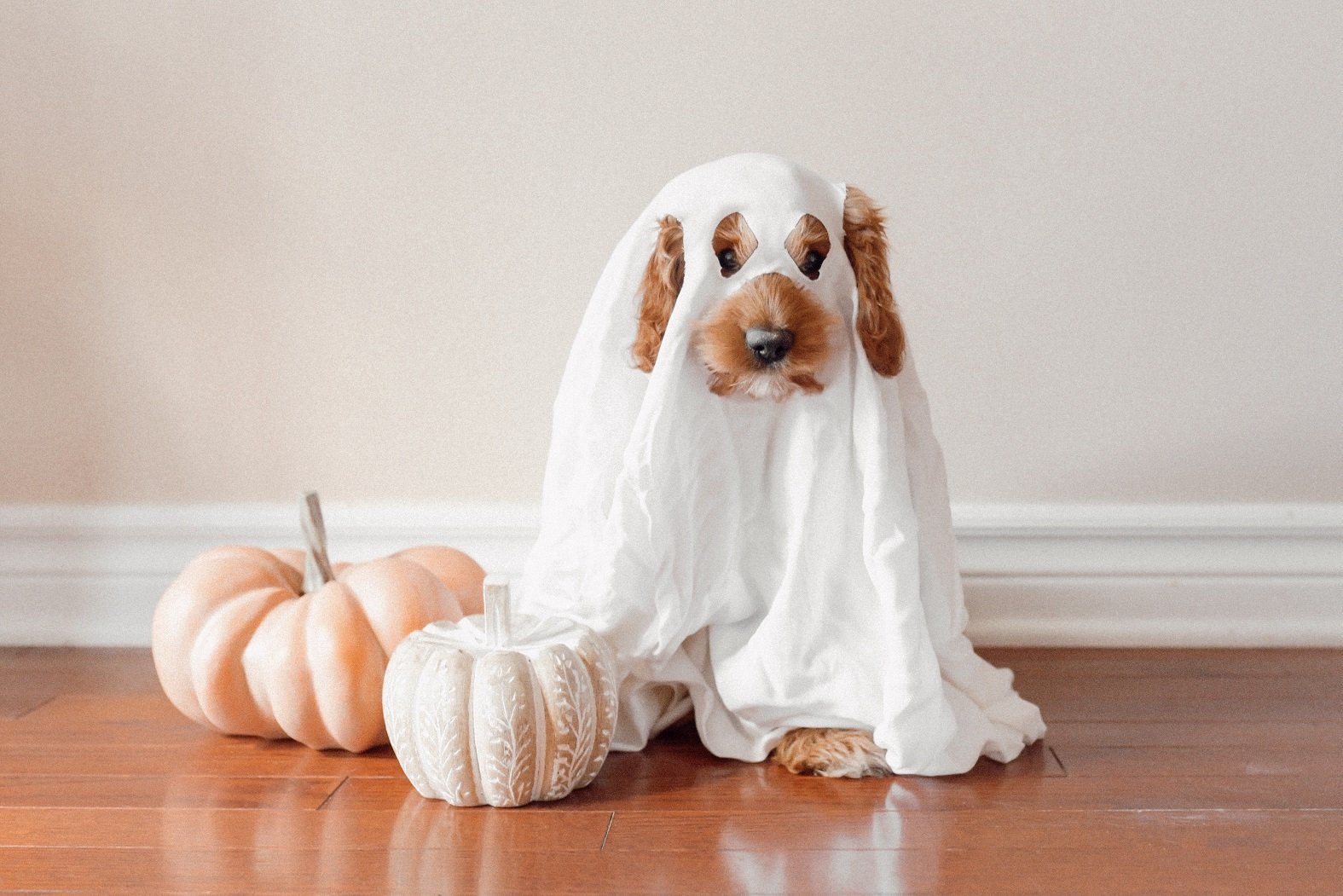 Vols posar una disfressa de Halloween al teu gos? Aquesta és l'advertència dels experts