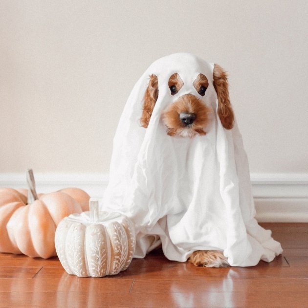 ¿Quieres ponerle un disfraz de Halloween a tu perro? La advertencia de los  expertos