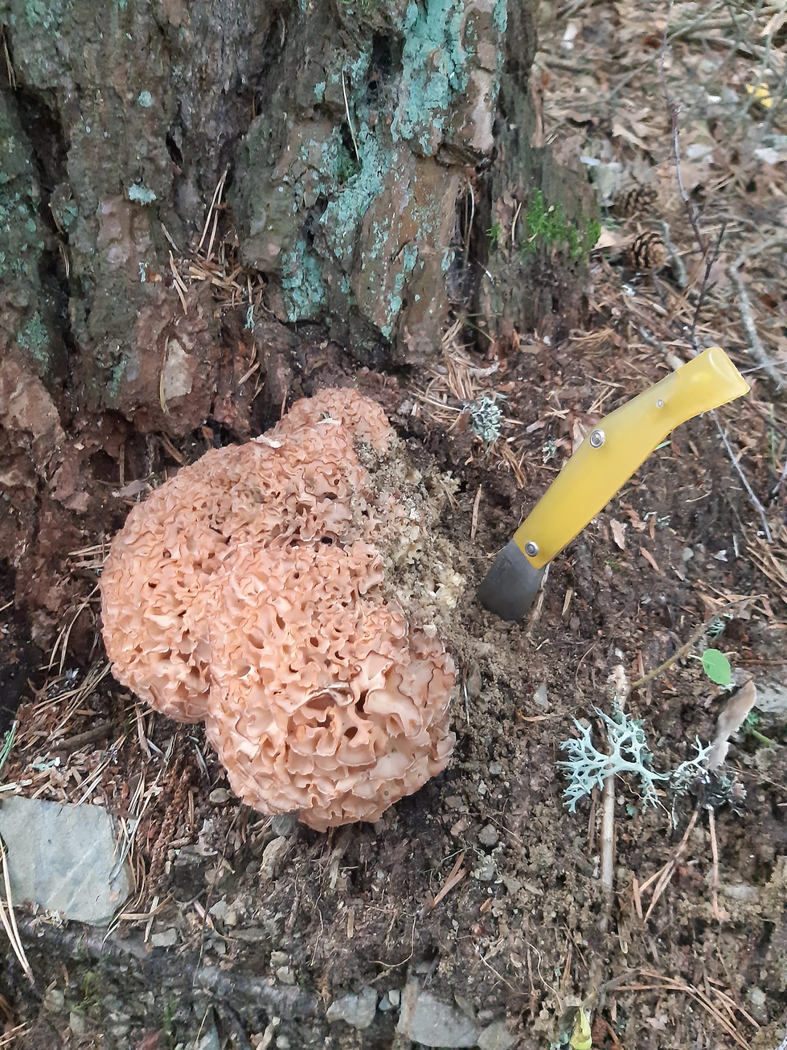 Engrasa al Alto Pirineo setas Foto @pilarfaure Twitter Engrasa al Alto Pirineo setas Foto @pilarfaure Twitter